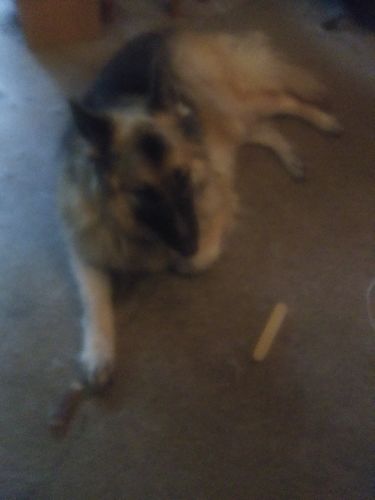 Customer photo review of Himalayan Yak Chews - Large Size