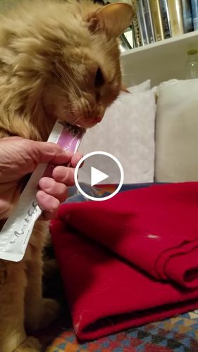 Customer photo review of Tuna & Salmon Cat Treats, Pack of 4