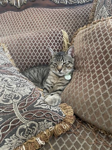 Customer photo review of Kittens