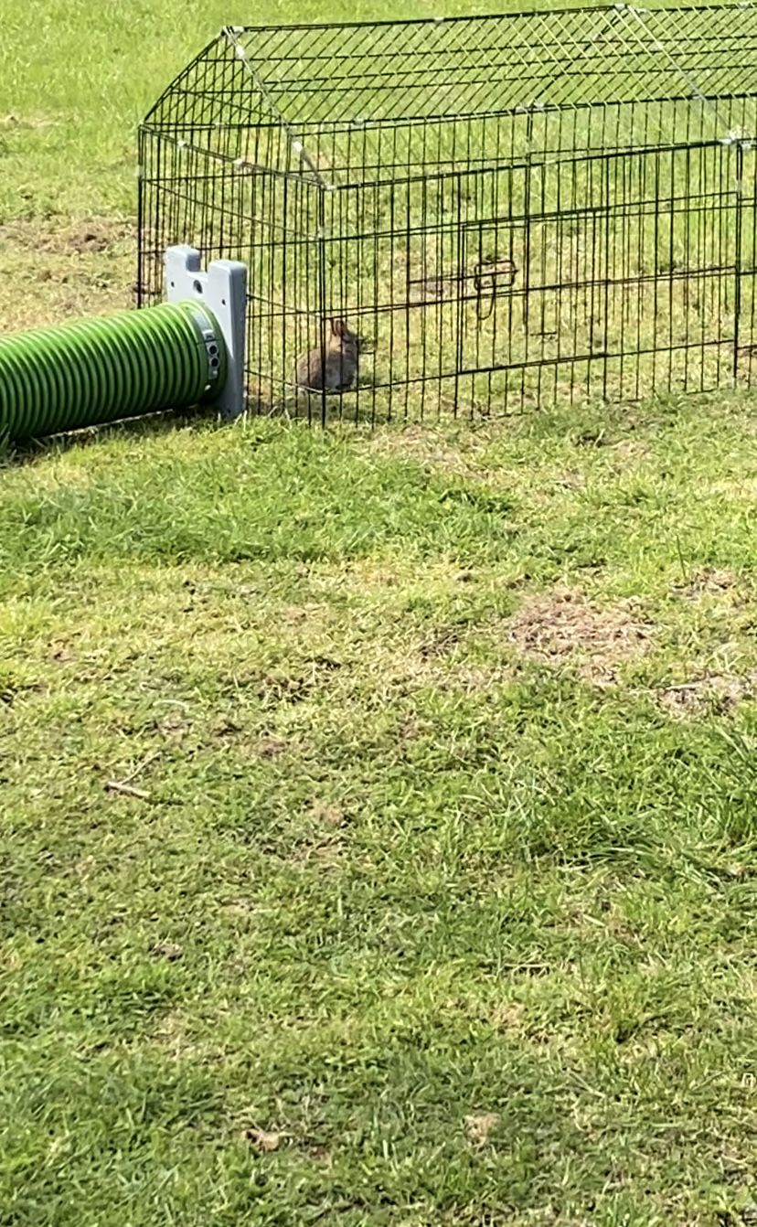 Customer photo review of Chicken/Rabbit Run Cage with Sun Cover - 185 x 75 x 75cm