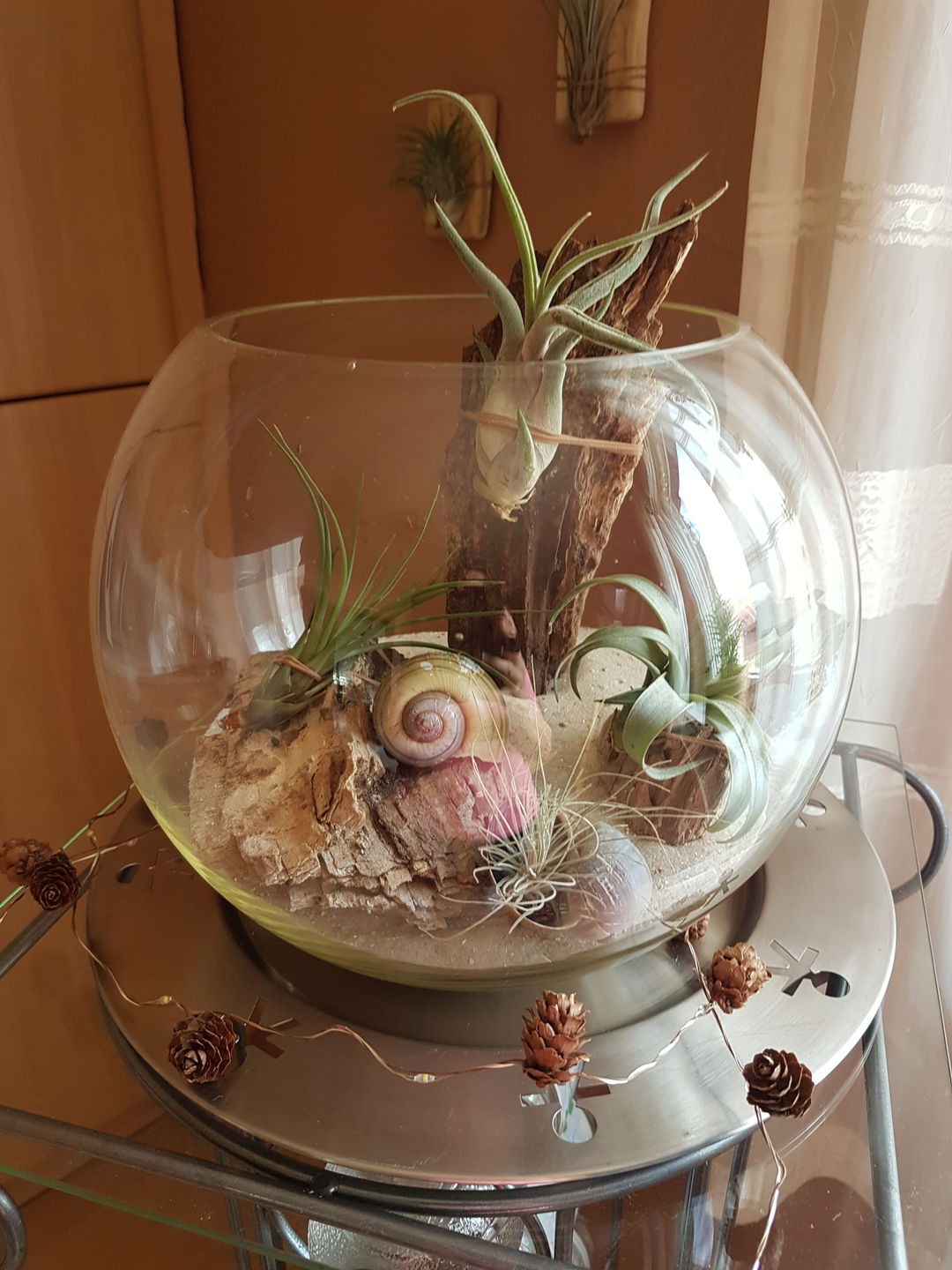 Customer photo review of Tillandsia fasciculata