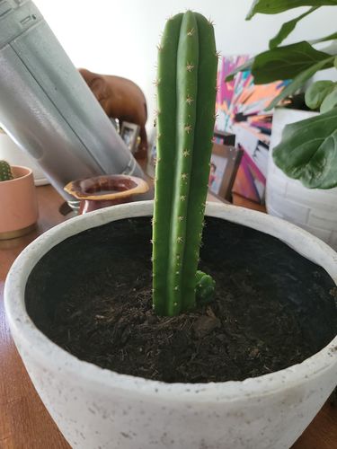 Customer photo review of San Pedro Cactus | Echinopsis pachanoi