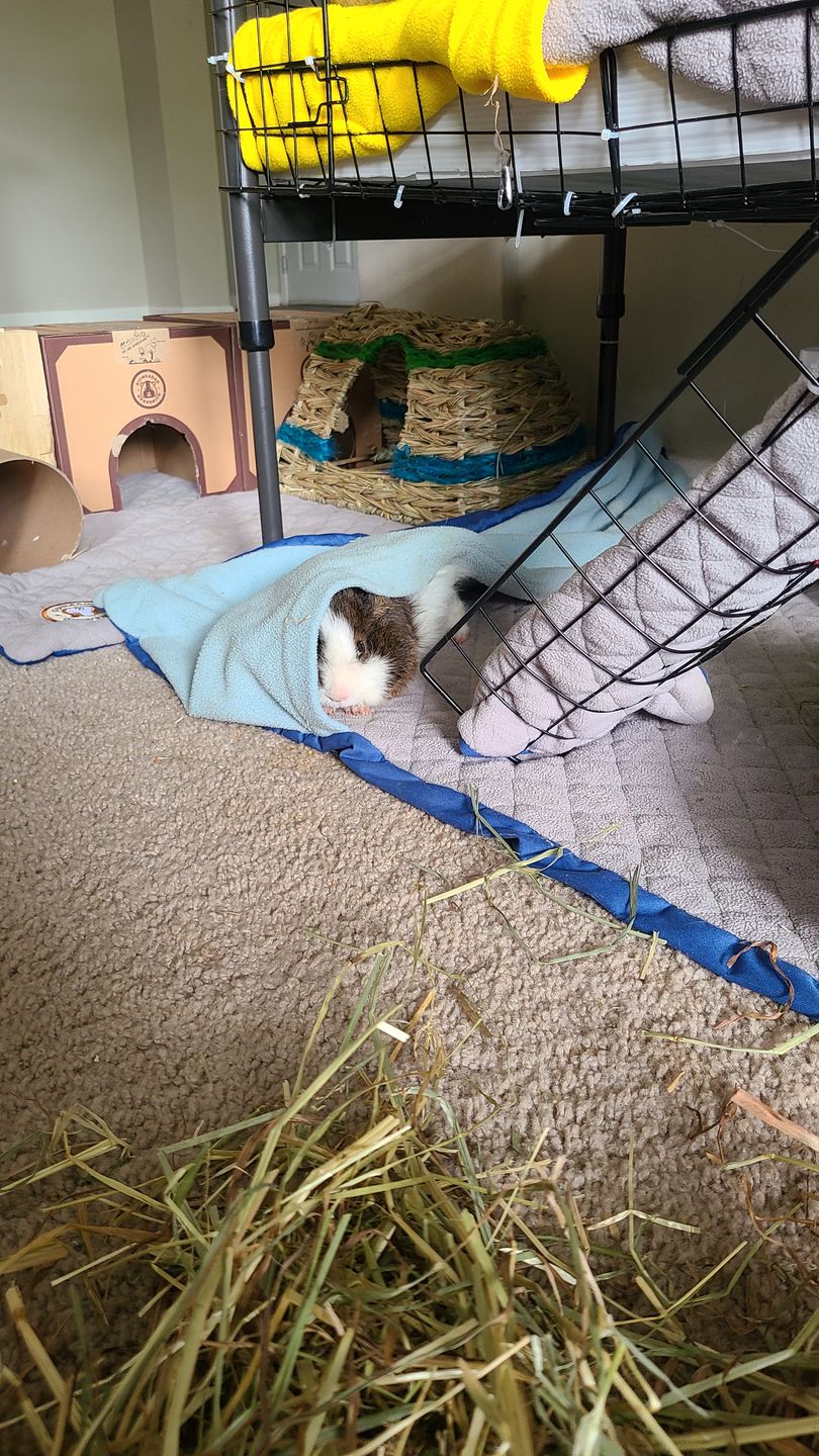 Customer photo review of GuineaDad Liner - Smaller Size Fleece Liner Without Pockets