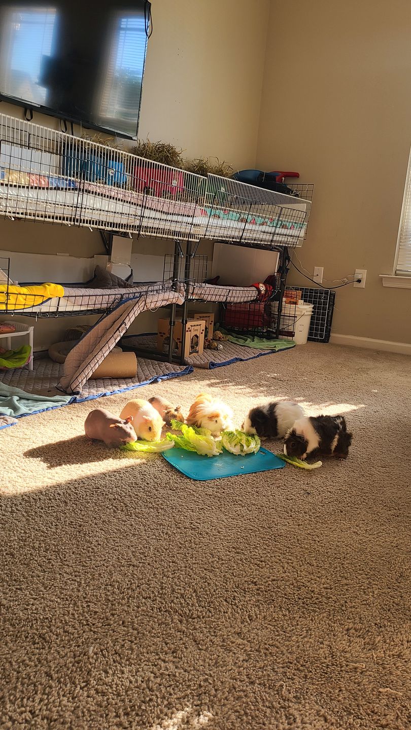 Customer photo review of GuineaDad Liner - Smaller Size Fleece Liner Without Pockets