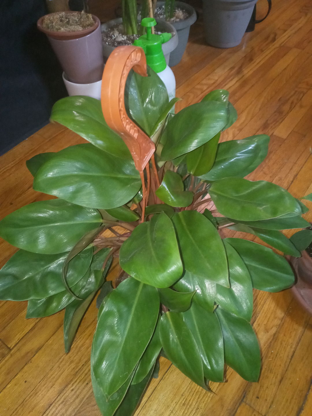 Customer photo review of 4" Philodendron 'Red Congo Mini'