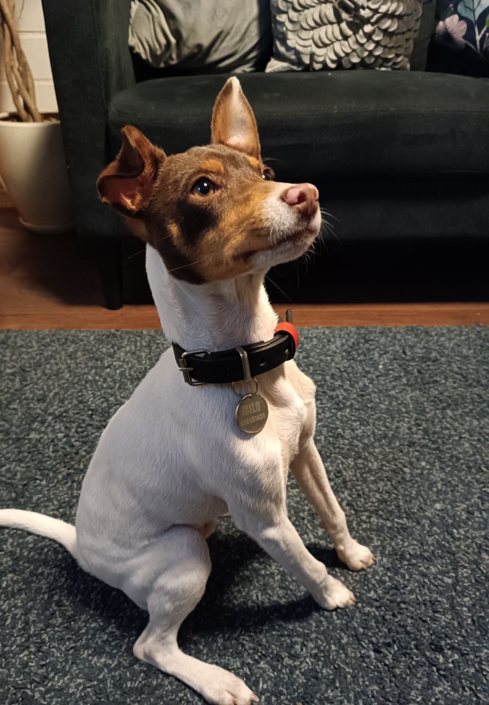 Customer photo review of Collar Duke Negro/Rojo