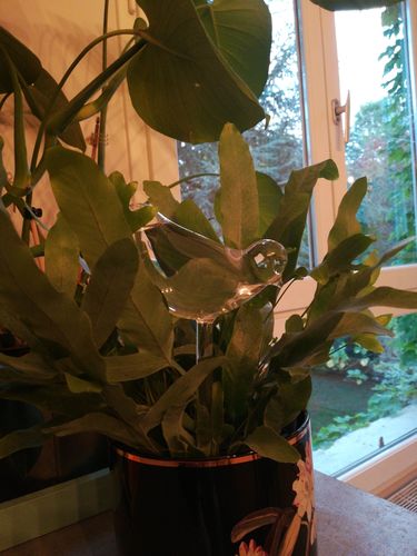 Customer photo review of Mon petit oiseau - Le Jardin de Mamie®
