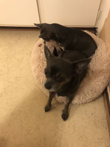 Customer photo review of CalmBed - Motverkar stress & hjälper mot ångest