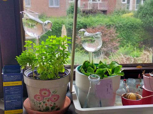 Customer photo review of Mon petit oiseau - Le Jardin de Mamie®