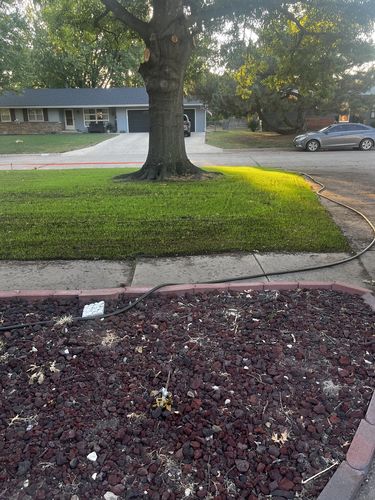 Customer photo review of GCI Turf Type Tall fescue Grass Seed