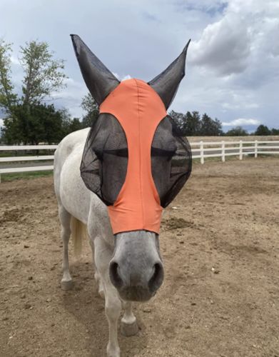 Customer photo review of HR Farm Horse Fly Mask with Ears Comfort Elasticity Lycra Horse Eye UV Protection…