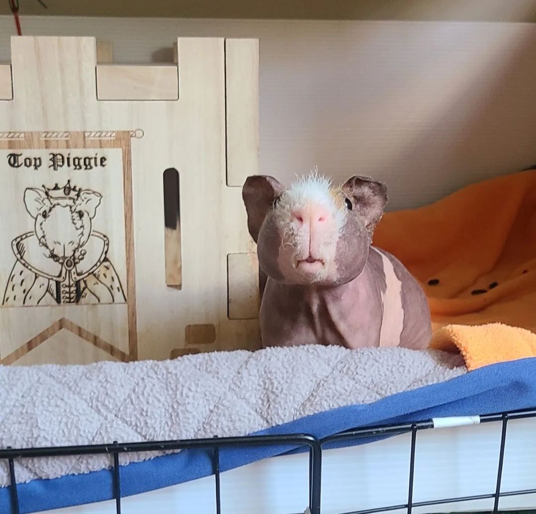 Customer photo review of GuineaDad Queen's Castle