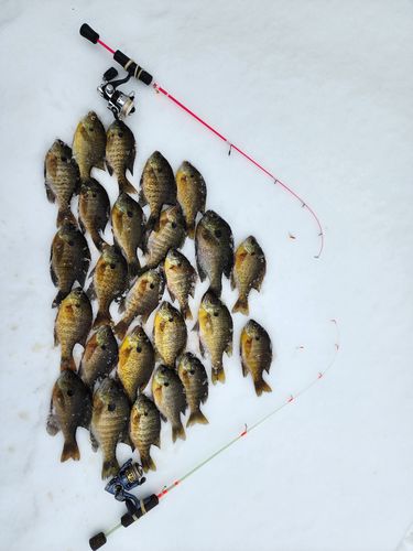 Customer photo review of Custom Power Noodle