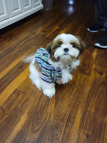 Customer photo review of Playa Poncho - Surprise Color