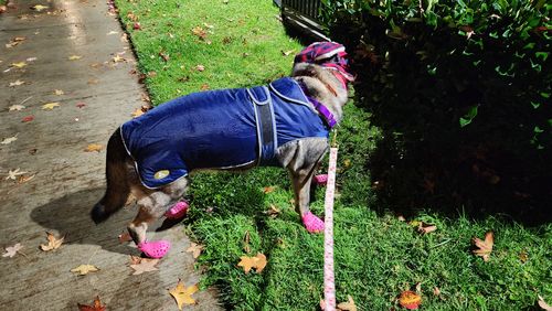 Customer photo review of WagWellies® Mojave