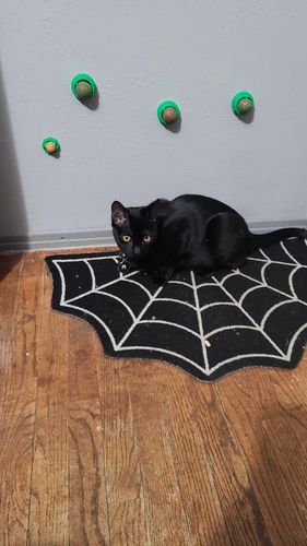 Customer photo review of Black Cat