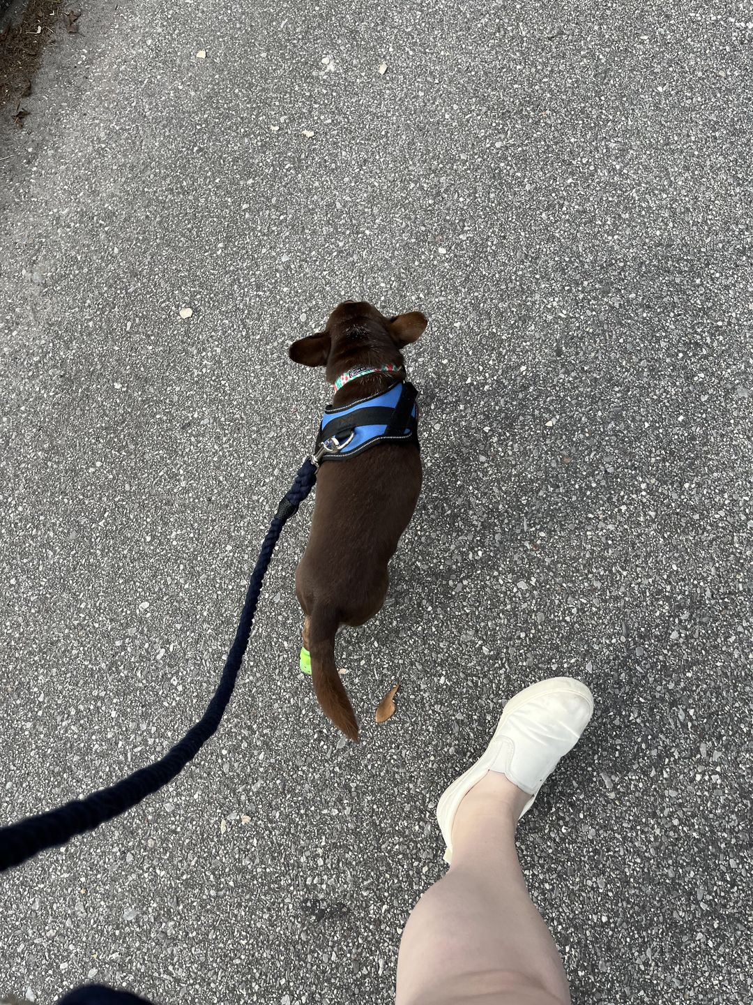 Customer photo review of 6-IN-1 Cotton Rope Dog Leash