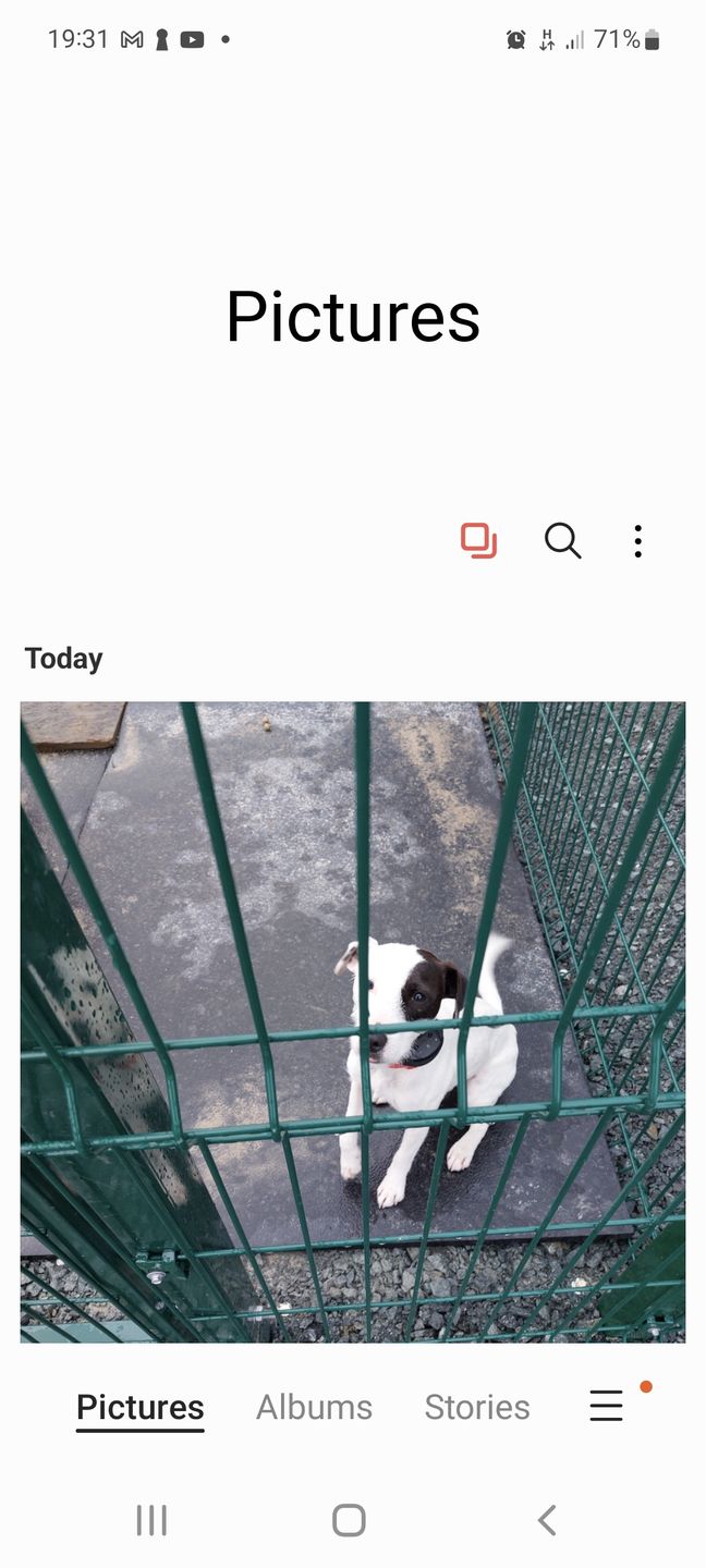 Customer photo review of Anti Bark Training Collar