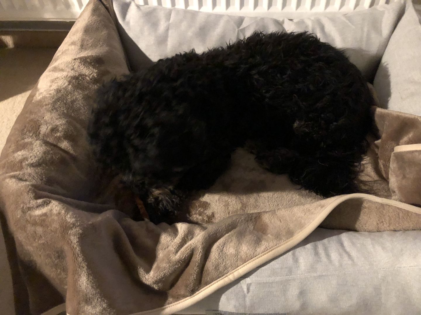Customer photo review of Orthopädische Hunde Couch