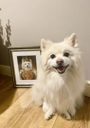 Customer photo review of The Prince - Custom Vintage Pet Portrait