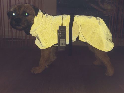 Customer photo review of Visibility Raincoat Dark for Dogs