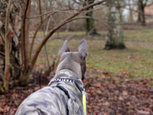Customer photo review of Recovery Raincoat Camo for Dogs