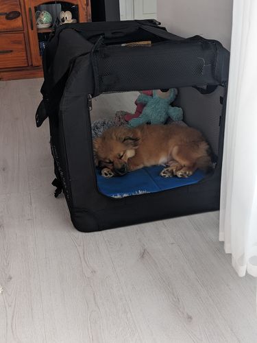 Customer photo review of PaWz Memory Foam Multimat