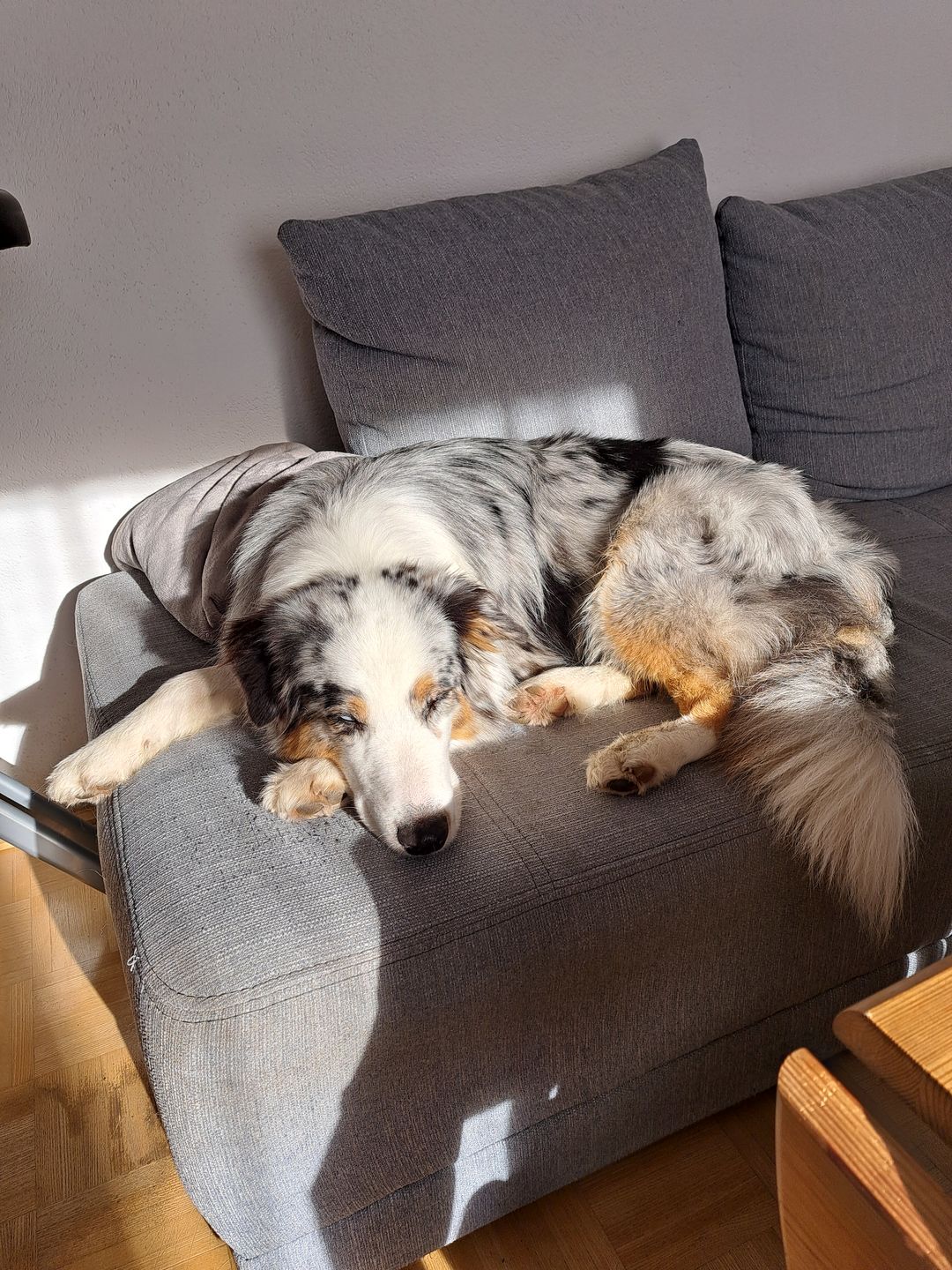Customer photo review of Orthopädische Hunde Couch