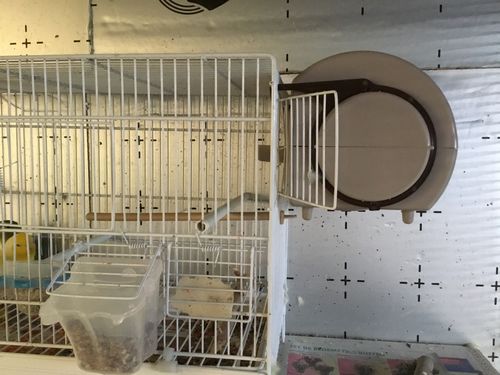 Customer photo review of Tulipa Feeder Transparant - Moldes Ave