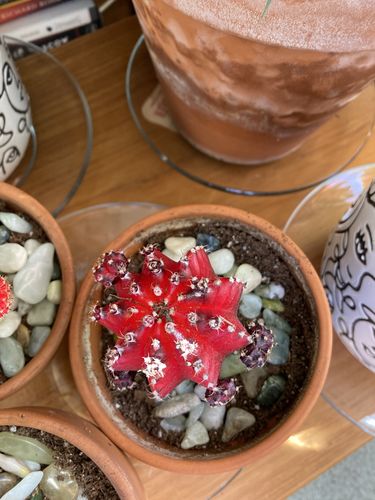 Customer photo review of Moon Cactus Red & Black | Gymnocalycium mihanovichii freidrichii