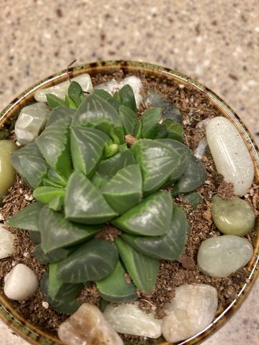 Customer photo review of Haworthia Retusa