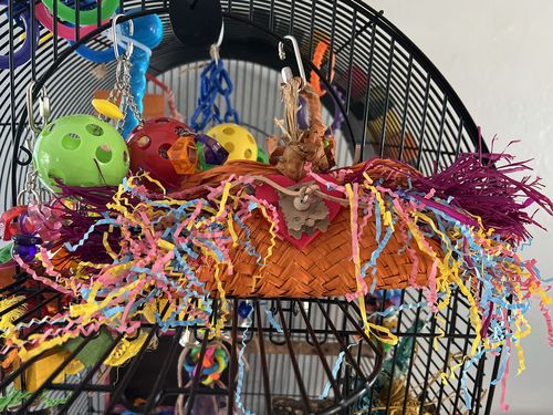 Customer photo review of 950 Taco Bird Toy