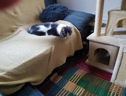 Customer photo review of Chenille Multicolor Floor Mat