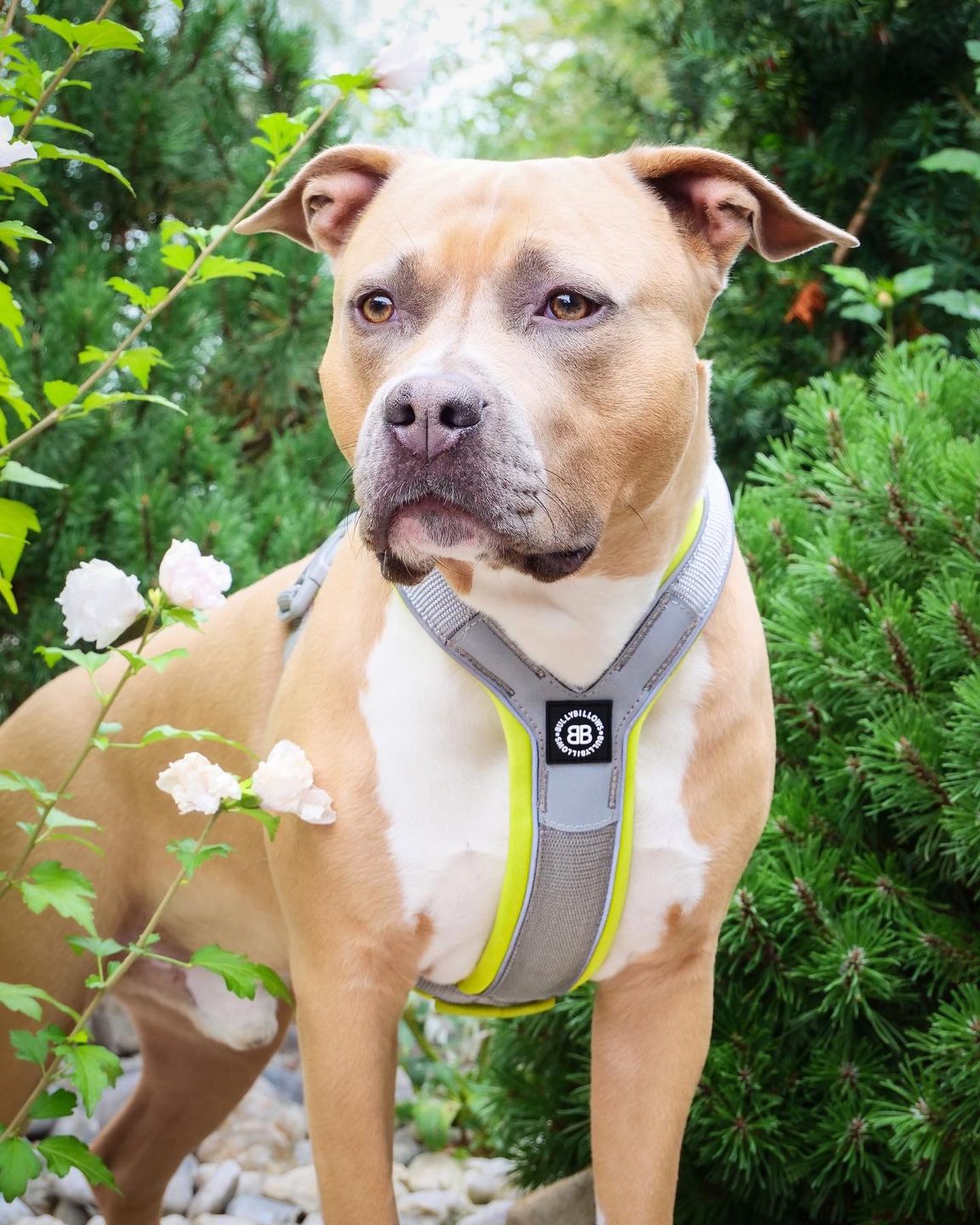 Customer photo review of Slip on Padded Comfort Harness | Non Restrictive & Reflective - Metal Grey & Neon