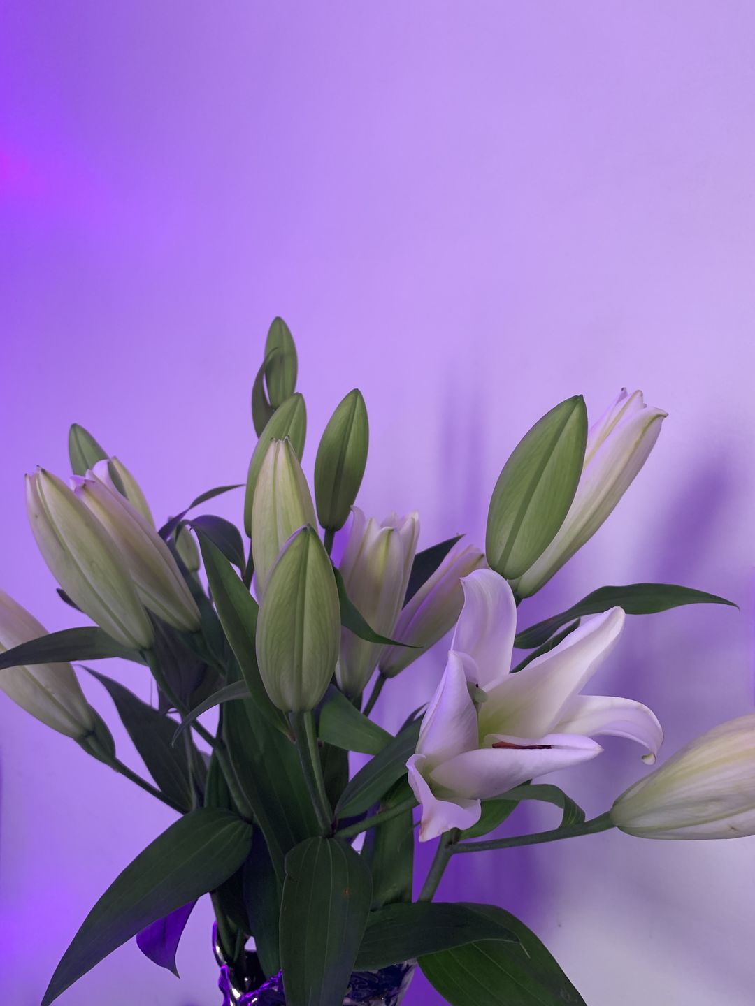 Customer photo review of Oriental Lily