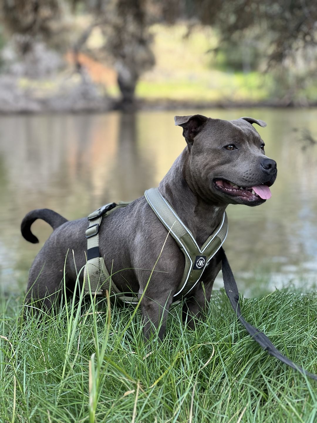 Customer photo review of RR - Slip on Padded Comfort Harness | Non Restrictive & Reflective - Khaki