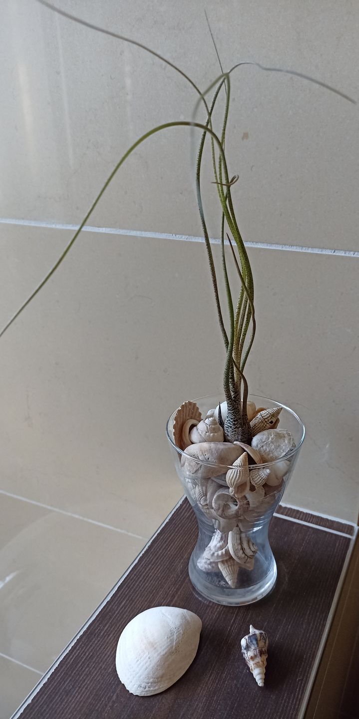Customer photo review of Tillandsia butzii