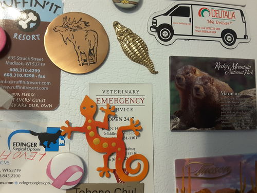 Customer photo review of Crocodile Fridge Magnets