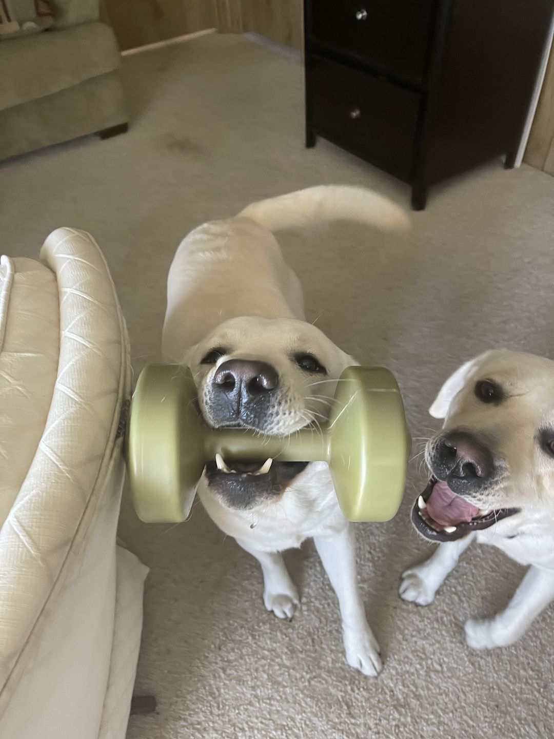 Customer photo review of Bark-Less Bites - Trial Size Sampler - For All Pets