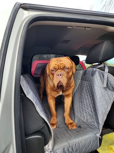 Customer photo review of Waterproof Non-Slip Car Seat Hammock Cover With Pockets, Side Flaps, Headrest Straps, Seat-Anchors, & Mesh Window (+FREE SAFETY BELT!)