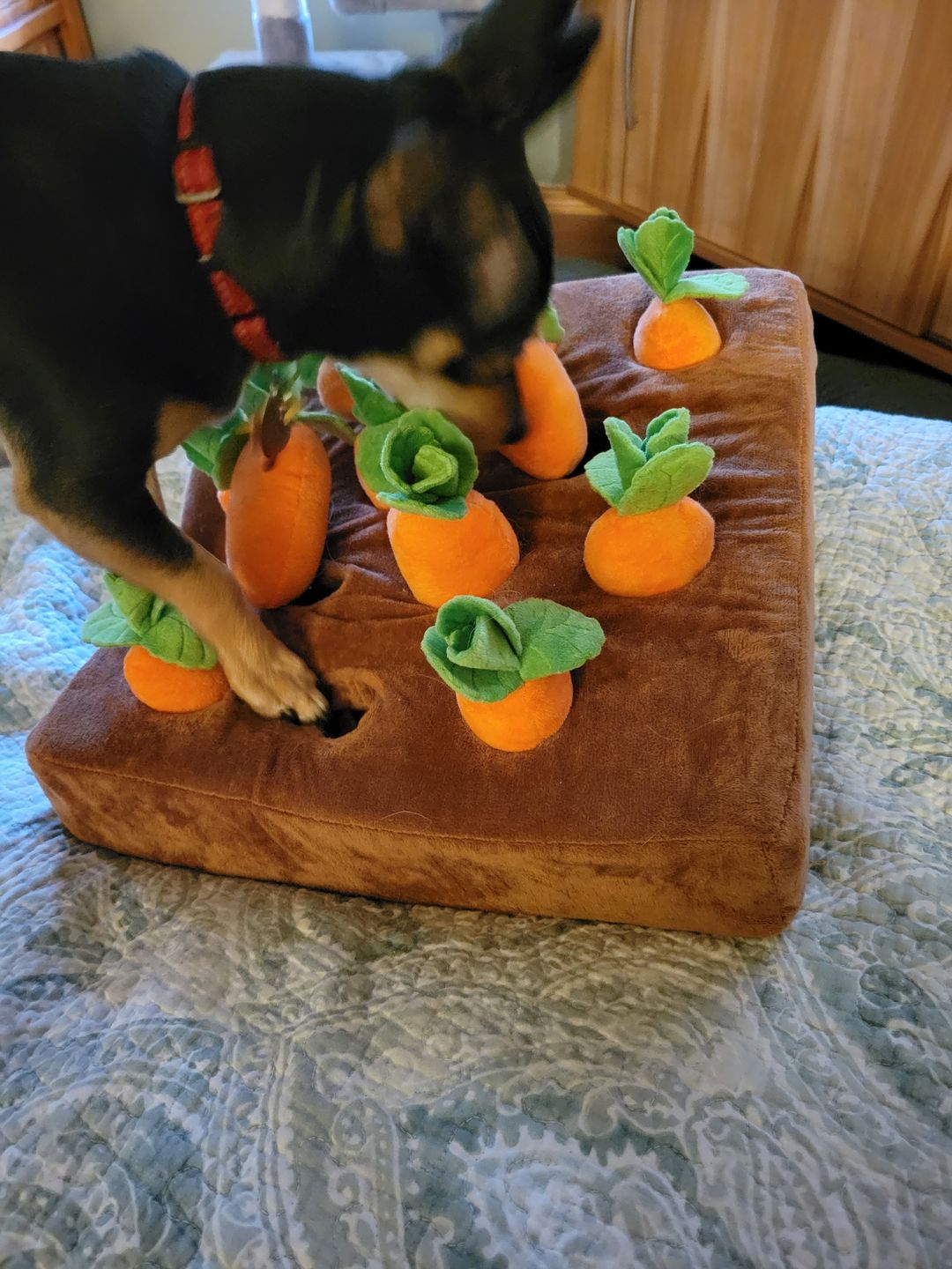 Customer photo review of Carrot Farm