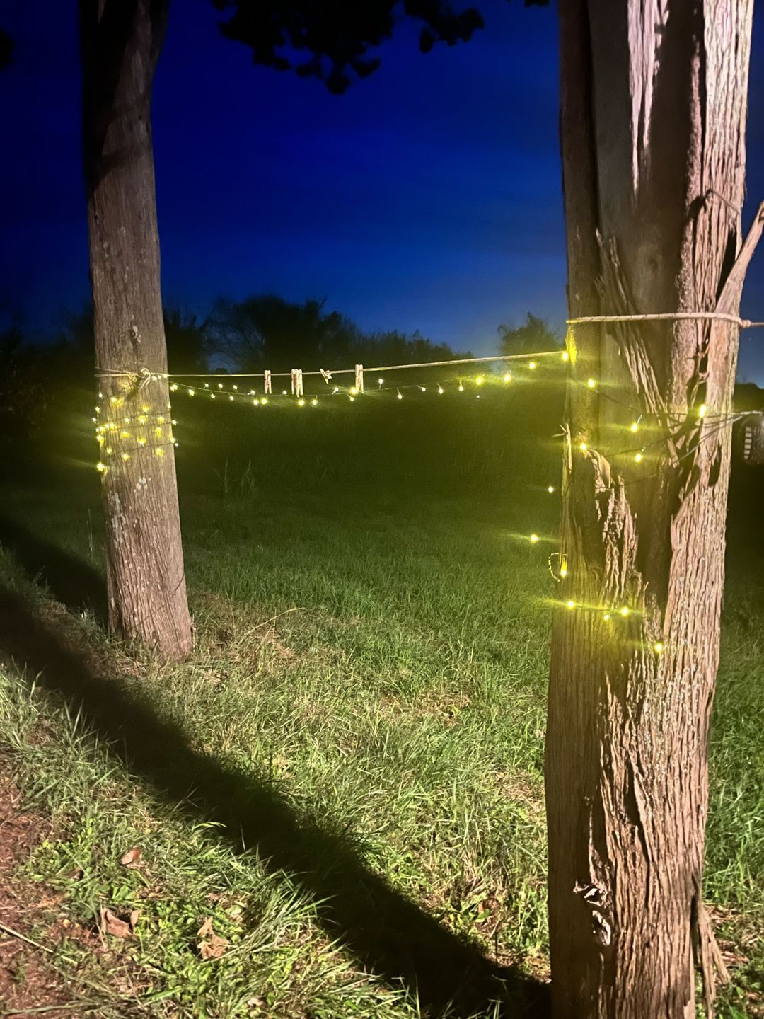 Customer photo review of SolaGarden™ Fairy String Lights