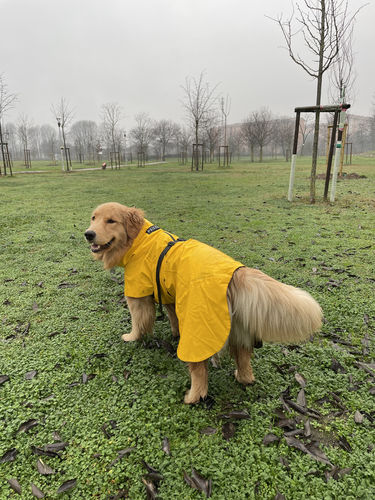 Customer photo review of Visibility Raincoat Lite Yellow for Dogs