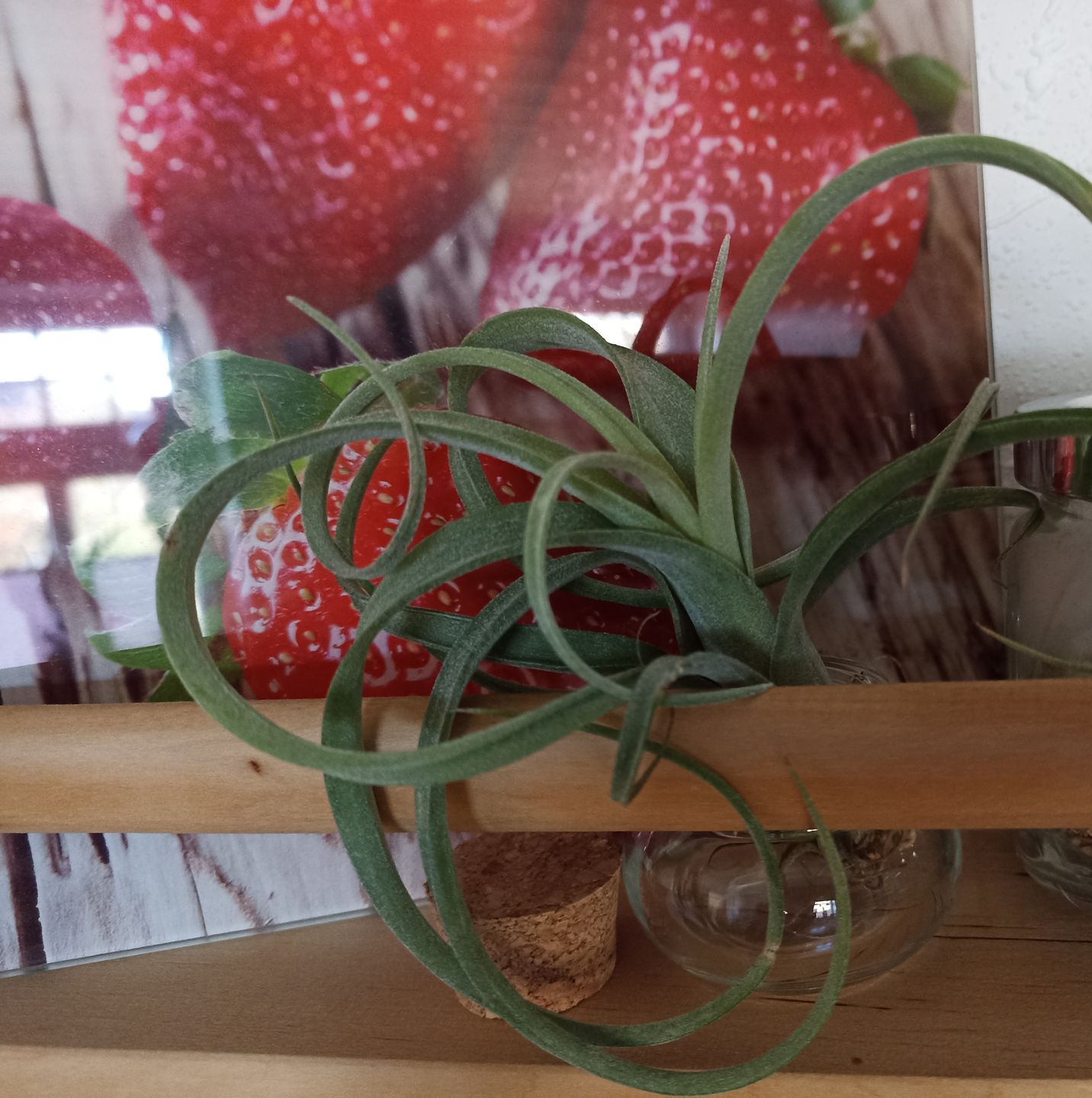 Customer photo review of Tillandsia "Curly Slim" - intermedia x streptohphylla