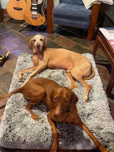 Customer photo review of PaWz Memory Foam Multimat