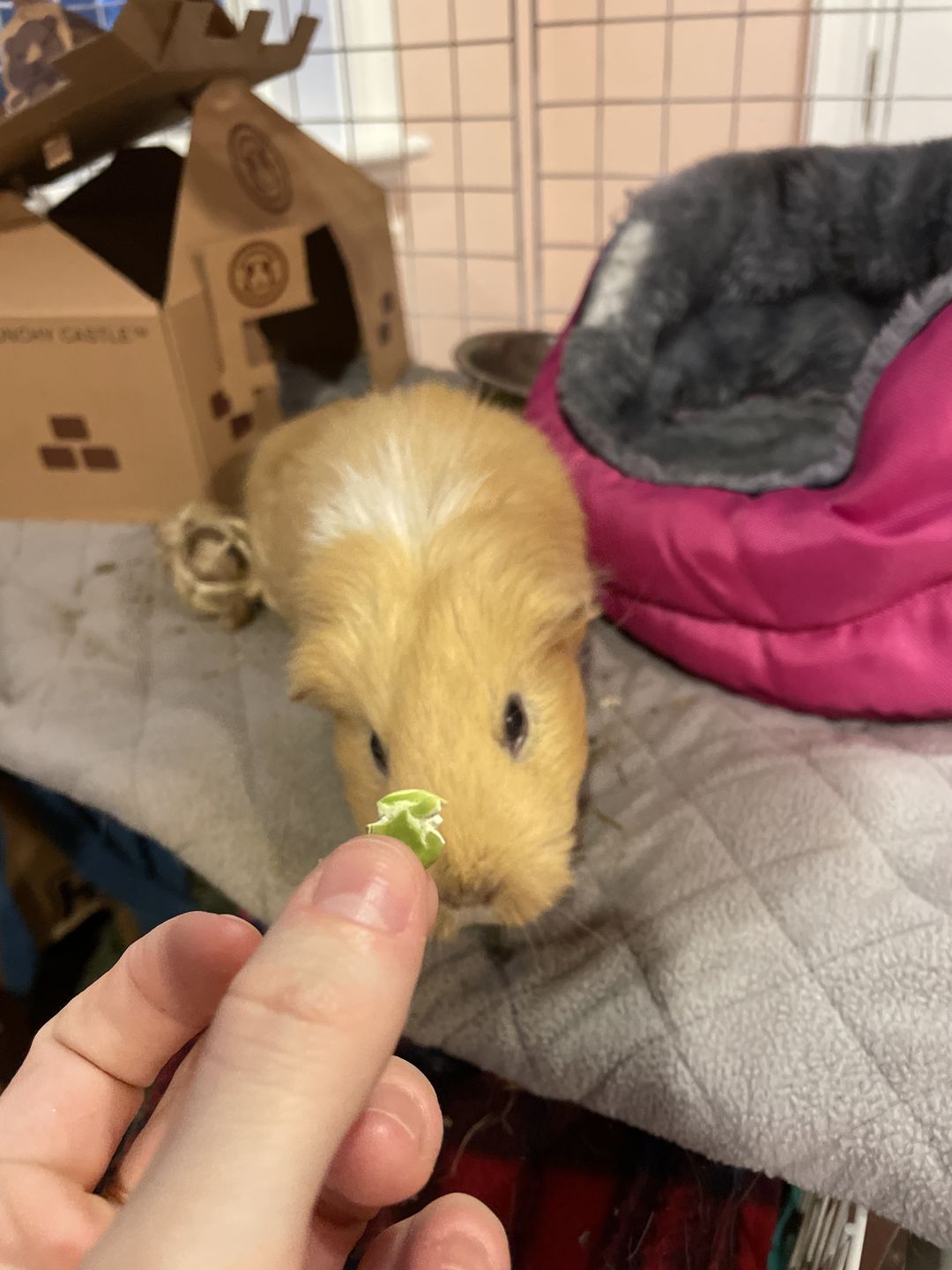 Customer photo review of GuineaDad Dandelion Leaf - Organic Guinea Pig Herbal Treats