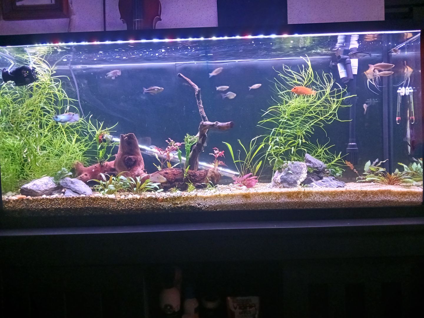 Customer photo review of FritzZyme 7 Freshwater Live Bacteria