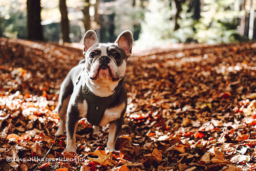 Customer photo review of HONEY GOLD LIGHTROOM PRESETS