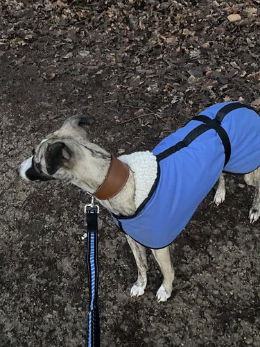 Customer photo review of 1.2m Shock Absorbing Bungee Dog Lead