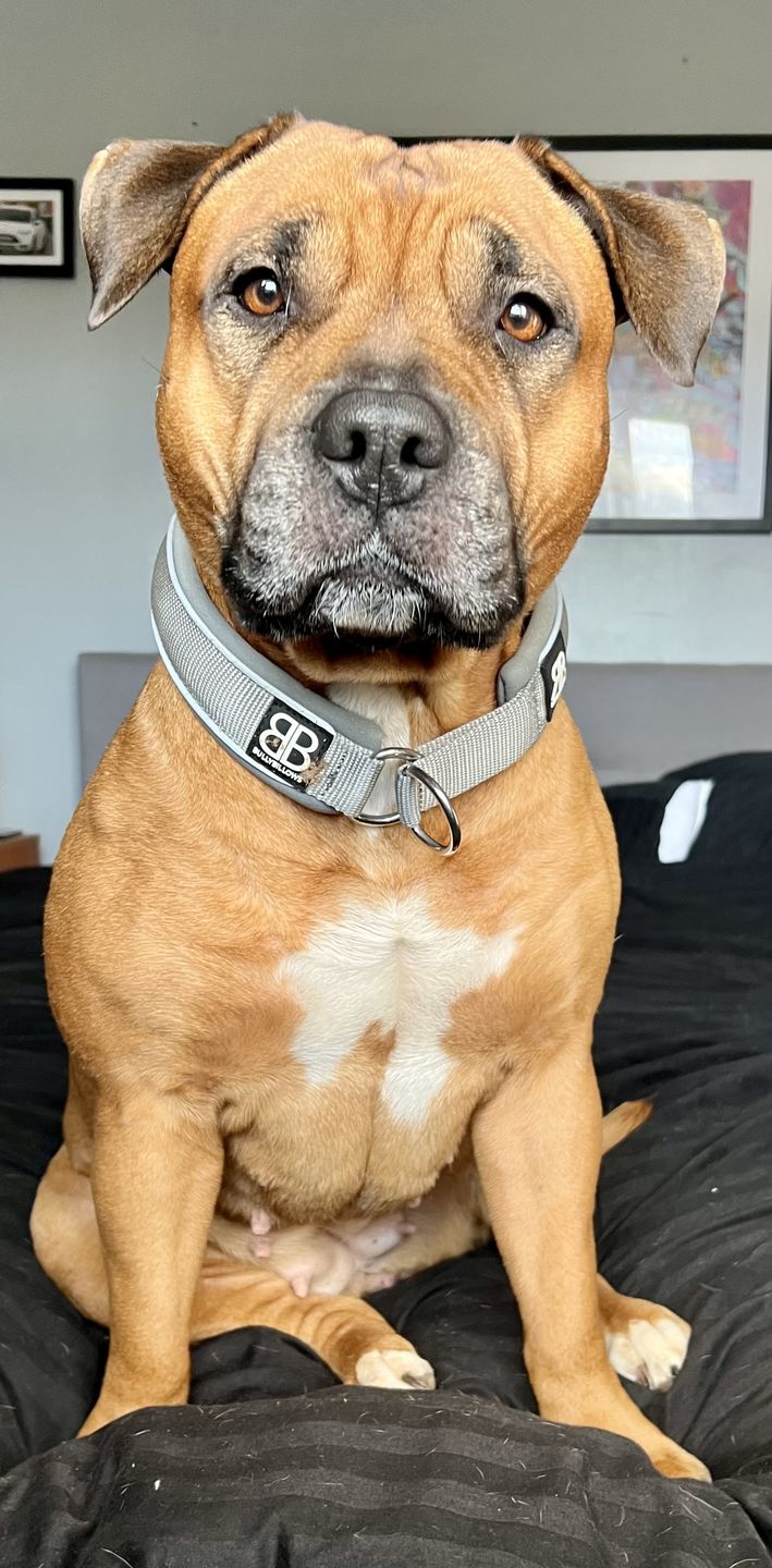 Customer photo review of 4cm Slip on Collar | Soft Padded & Reflective - Metal Grey v2.0